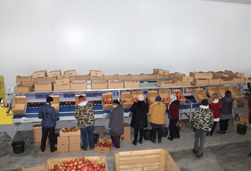 Grading - Sorting - Sizing and Processing Line for Apples