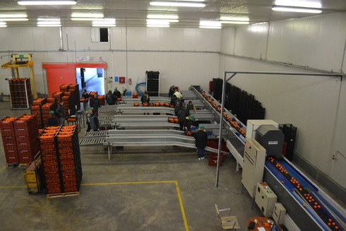 Sorting-Grading-Packaging line for Oranges