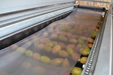 Processing - sorting - grading - sizing and packing line for prickly pears / Prickly pear sorting and grading machine