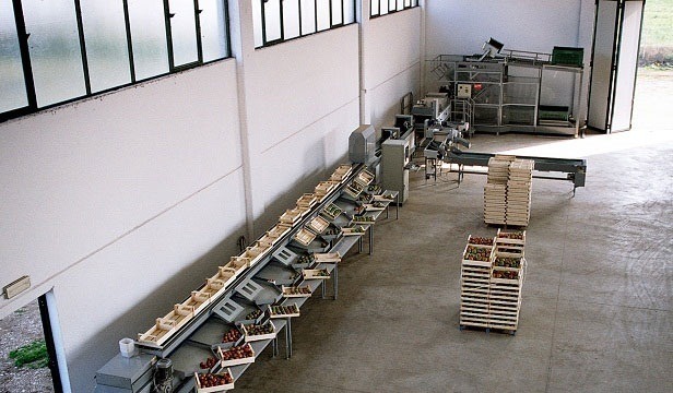 Grading - Sorting - Sizing and Processing Line for Apples