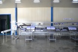 Processing - sorting and packing line for grapes / Grape sorting and packing machine