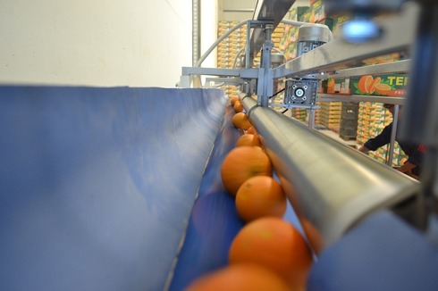 Sorting-Grading-Packaging line for Oranges