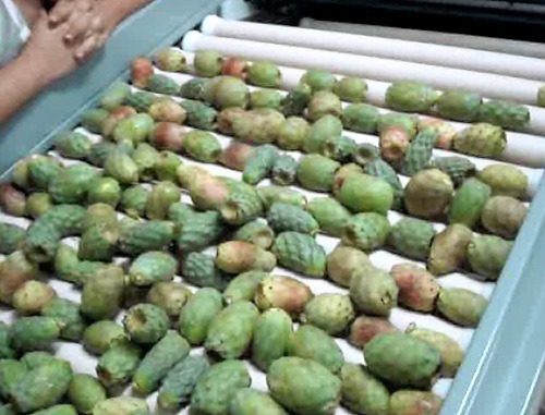 Sorting-Grading-Processing Line for Prickly Pear