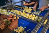 Sorting and Peeling line for Potatoes