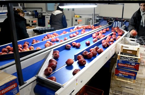 Grading - Sorting - Sizing and Processing Line for Apples