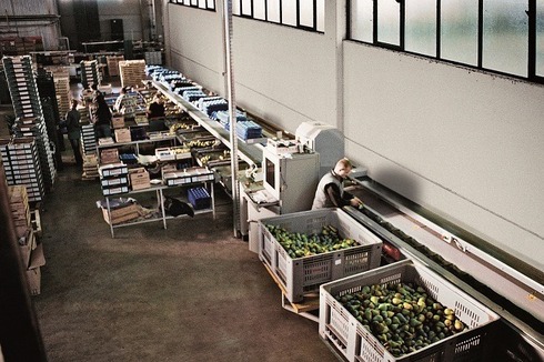 Sorting-Grading-Packaging Line for Pears