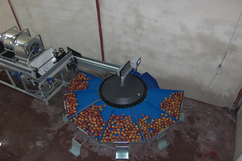 Processing - sorting - grading - sizing and packing line for apples / Apple sorting and grading machine