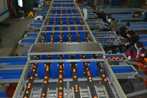 Sorting-Grading-Packaging line for Citrus Fruits