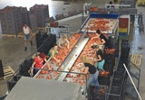 Sorting-Grading-Packaging line for Peaches