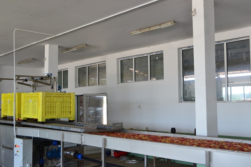 Processing - sorting - grading - sizing and packing line for apples / Apple sorting and grading machine