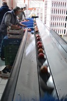 Processing - sorting - grading - sizing and packing line for pomegranates / Pomegranate sorting and grading machine