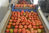 Sorting - Sizing and Grading Line for Tomatoes