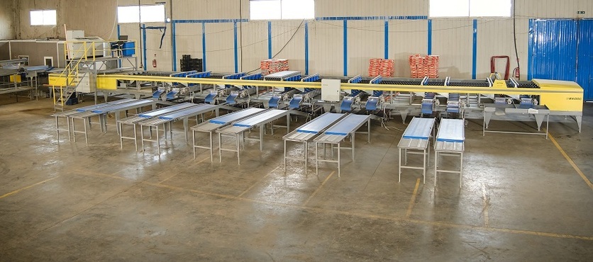 Sorting - Grading - Packaging Line for Peaches and Nectarines