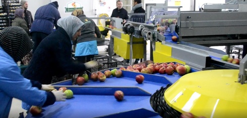 Grading - Sorting - Sizing and Processing Line for Apples