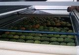 Sorting-Grading-Processing Line for Prickly Pear