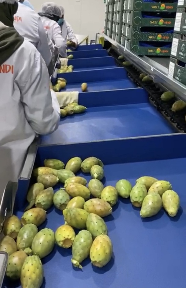 Processing - sorting - grading - sizing and packing line for prickly pears / Prickly pear sorting and grading machine