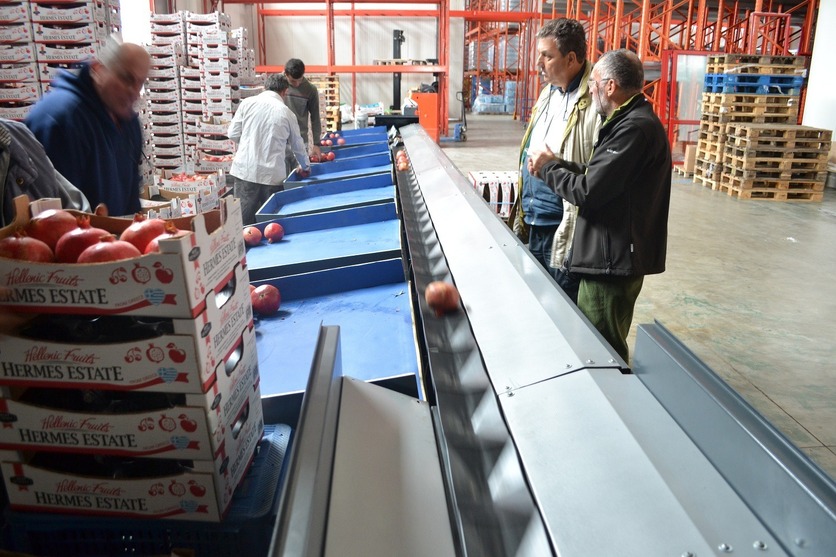 Processing - sorting - grading - sizing and packing line for pomegranates / Pomegranate sorting and grading machine