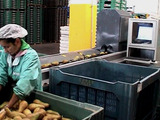 Sorting-Grading-Packaging Line for Pears