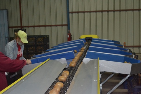 Sorting and Grading Line for Kiwi