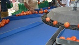 Sorting and Grading line for Tomatoes