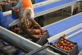 Sorting-Grading-Packaging line for Peaches