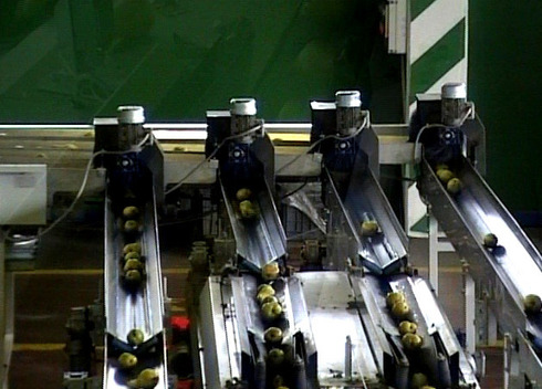 Sorting-Grading-Sizing-Packaging Line for Pears.