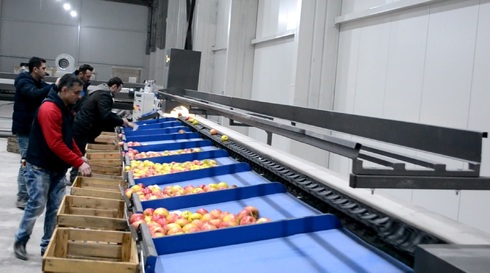 Grading - Sorting - Sizing and Processing Line for Apples