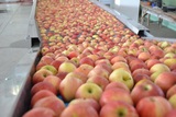 Processing - sorting - grading - sizing and packing line for apples / Apple sorting and grading machine