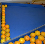 Grading line for Oranges