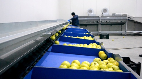 Grading - Sorting - Sizing and Processing Line for Apples