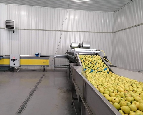 Grading - Sorting - Sizing and Processing Line for Apples