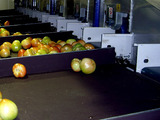 Processing - sorting - grading - sizing and packing line for tomatoes / Tomato sorting and grading machine