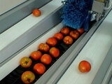 Processing - sorting - grading - sizing and packing line for tomatoes / Tomato sorting and grading machine