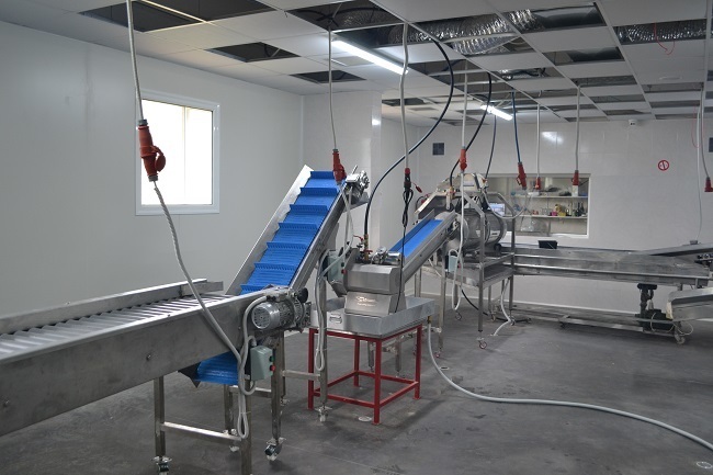 Processing - sorting - cutting and packing line for fresh peeled potatoes / Fresh peeled potato sorting - cutting - peeling and packing machine