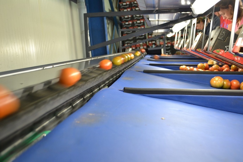 Sorting and Grading Line for Tomatoes