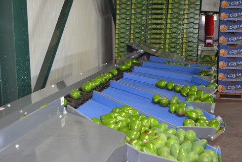 Sorting-Grading-Packaging line for Avocado