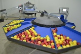 Processing - sorting - grading - sizing and packing line for apples / Apple sorting and grading machine