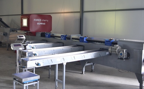 Sorting-Grading-Packaging line for Cherries