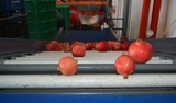 Processing - sorting - grading - sizing and packing line for pomegranates / Pomegranate sorting and grading machine