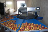 Processing - sorting - grading - sizing and packing line for apples / Apple sorting and grading machine