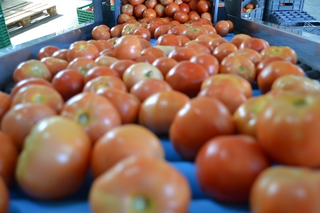 Sorting and Grading line for Tomatoes