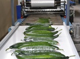 Sorting and Grading Line for Cucumbers