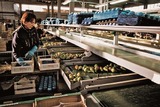 Sorting-Grading-Packaging Line for Pears