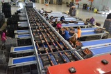 Sorting-Grading-Packaging line for Peaches