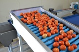 Sorting and Grading line for Tomatoes