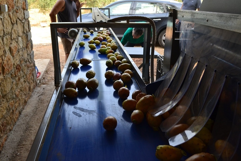 Processing - sorting - grading - sizing and packing line for prickly pears / Prickly pear sorting and grading machine