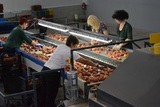 Sorting-Grading-Packaging line for Peaches