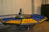 Grading line for Oranges