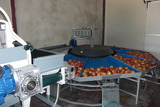 Processing - sorting - grading - sizing and packing line for apples / Apple sorting and grading machine