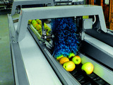 Grading - Sorting - Sizing and Processing Line for Apples